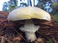 Agaricus xanthodermus image