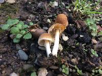 Psathyrella candolleana image