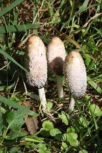 Coprinus comatus image