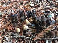 Coprinellus micaceus image