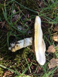 Agaricus xanthodermus image