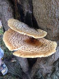 Polyporus squamosus image