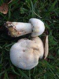 Agaricus xanthodermus image