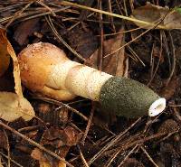 Phallus ravenelii image