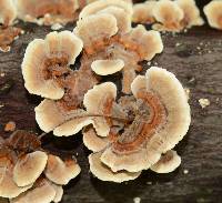 Trametes versicolor image