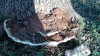 Ganoderma applanatum image