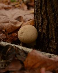 Lycoperdon pyriforme image