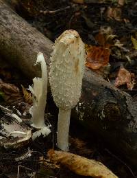 Coprinus comatus image