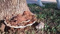 Ganoderma applanatum image