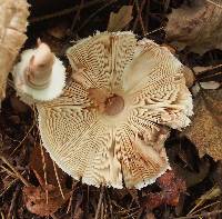 Chlorophyllum rhacodes image