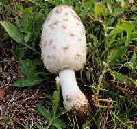 Coprinus comatus image