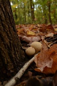 Lycoperdon pyriforme image