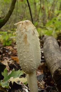 Coprinus comatus image