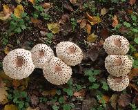 Chlorophyllum rhacodes image