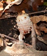 Coprinus comatus image