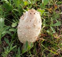 Coprinus comatus image