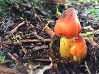 Hygrocybe singeri image