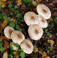 Chlorophyllum rhacodes image