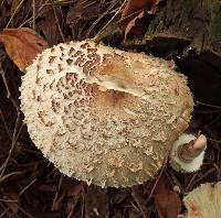 Chlorophyllum rhacodes image