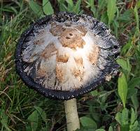 Coprinus comatus image