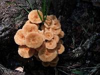 Armillaria tabescens image