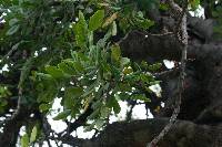 Laetiporus gilbertsonii image