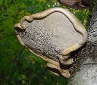 Piptoporus betulinus image