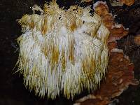 Hericium erinaceus image