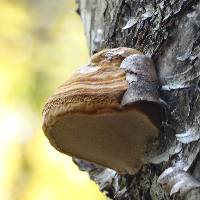 Fomes fomentarius image