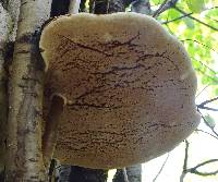 Ganoderma applanatum image