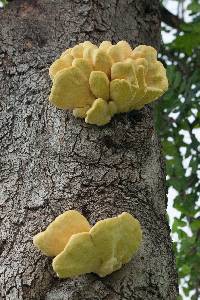 Laetiporus gilbertsonii image