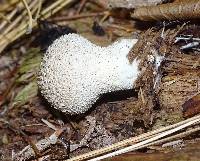 Lycoperdon excipuliforme image