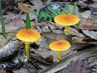 Amanita flavoconia image