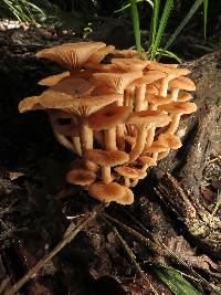 Armillaria tabescens image