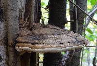 Ganoderma applanatum image