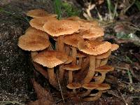 Armillaria tabescens image