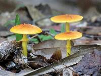 Amanita flavoconia image