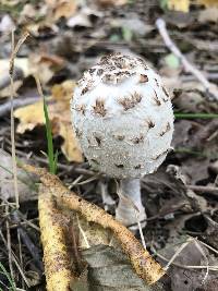 Coprinus comatus image