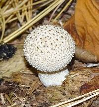 Lycoperdon excipuliforme image