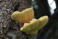 Laetiporus gilbertsonii image