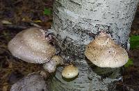 Fomitopsis betulina image