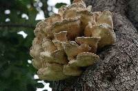 Laetiporus gilbertsonii image