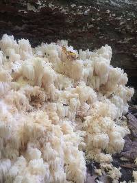 Hericium americanum image