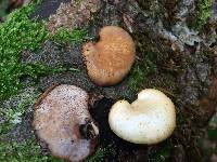 Polyporus varius image