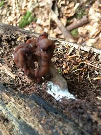 Gyromitra esculenta image