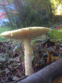 Amanita muscaria var. guessowii image