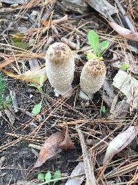 Coprinus comatus image