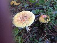 Amanita muscaria var. guessowii image