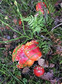 Amanita muscaria image