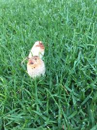 Coprinus comatus image